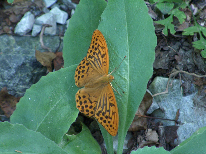 Argynnis paphia